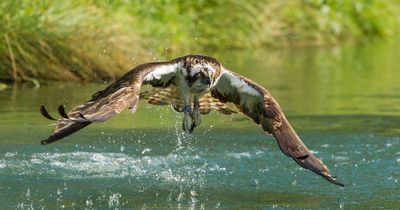 Ospreys returning to Ireland - 200 years after native species went extinct