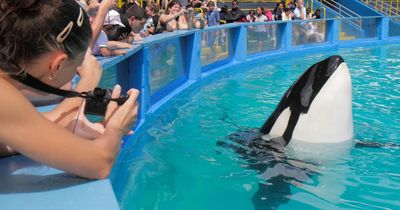 Killer whale Lolita in captivity for 50 'miserable' years to FINALLY be freed