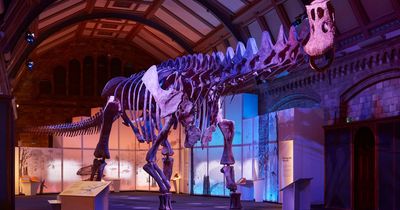 Enormous dinosaur skeleton larger than 'Dippy' is unveiled at Natural History Museum