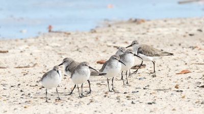 Dog exclusion zones needed to help declining migratory shorebirds on Dr May's Island