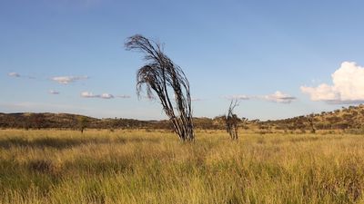 Buffel grass working group to consider Northern Territory impacts and management of invasive plant