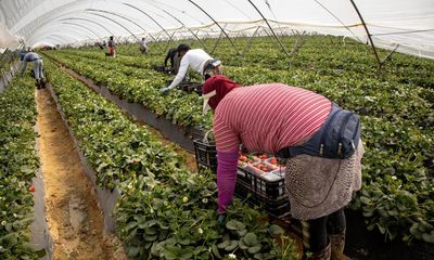 Abusive working conditions endemic in Spain’s strawberry farms, report claims