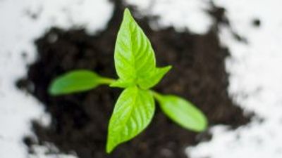 Plants cry out when they need watering