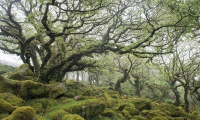 Bardskull by Martin Shaw review – a mystical voyage