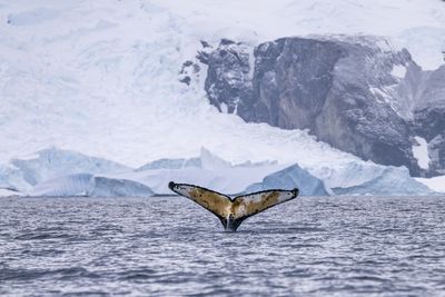 The secret lives of Antarctic whales: how to balance tourism and conservation on a bucket-list trip