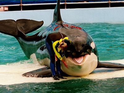After 50 years, a Florida aquarium plans to return Lolita the orca to her home waters