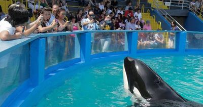 Oldest killer whale in captivity finally to be freed after 50 'miserable' years in 'tiny' tank