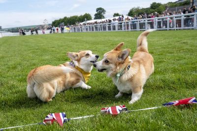 Distant cousin of Queen’s corgis to take part in dog derby