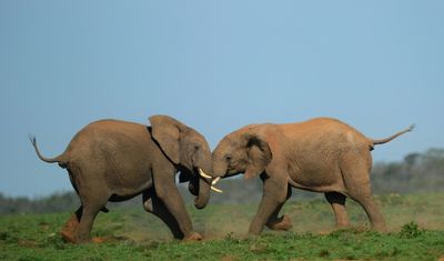 Wind project near S.African elephant park riles activists