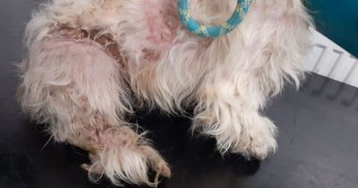 Cruel Scots dog owner left badly matted pooch 'crying out in pain'