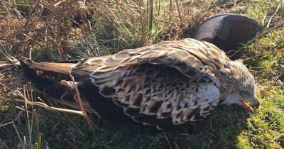 Durham police appeal after bird of prey is found with gun wound near Burnhope Burn