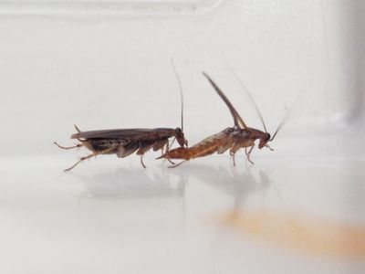 These cockroaches tweaked their mating rituals after adapting to pest control