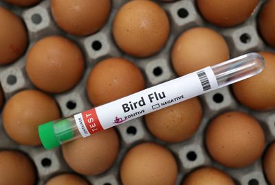 Senegal says H5N1 bird flu has likely spread from wild birds to farm