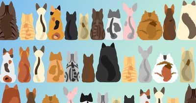 Brain teaser challenges you to find cat without tail as quickly as possible