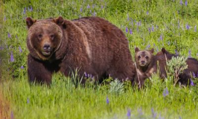 World awaits famous grizzly bear to emerge to see if it breaks a record