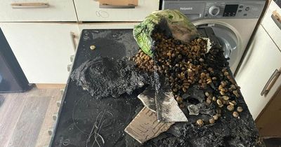 Dog rescued from house fire after starting blaze by 'turning on the hob'