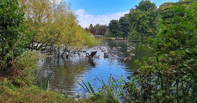 “It would be decimated”: Furious residents fight council's 'unjustified' plans to destroy trees around beauty spot