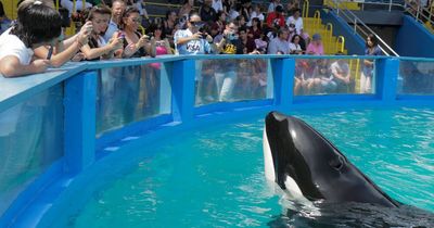Lolita the killer whale's 50 miserable years in captivity as 'world's loneliest orca'