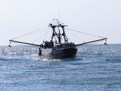 Report by feds, anglers cites offshore wind impacts on fish