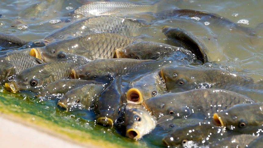 Carp herpes was meant to get rid of Australia's worst…