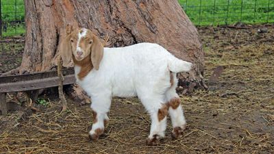 Police Traveled 500 Miles To Seize Girl's Pet Goat for Slaughter