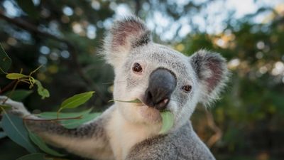 Great Koala National Park to go ahead following Labor's NSW election win — here's what you need to know