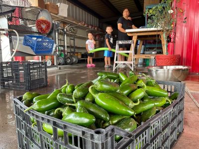 Get it while it's hot: New Mexico boosts chile production