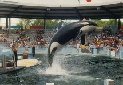 Lolita, the oldest orca in captivity, to be released into the wild after 50 long years