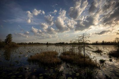 ‘Why mine so close?’: the fight to protect the pristine Okefenokee swamp