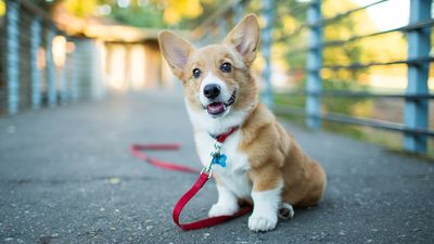 How to teach a puppy to sit