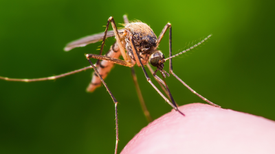 A Western Aus Child Has Tragically Died After Being Infected With Rare Mosquito-Borne Virus