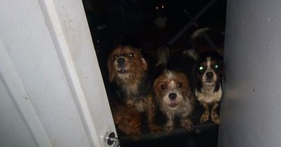 Backyard breeders making £10k per litter causing surge in dangerous dog attacks