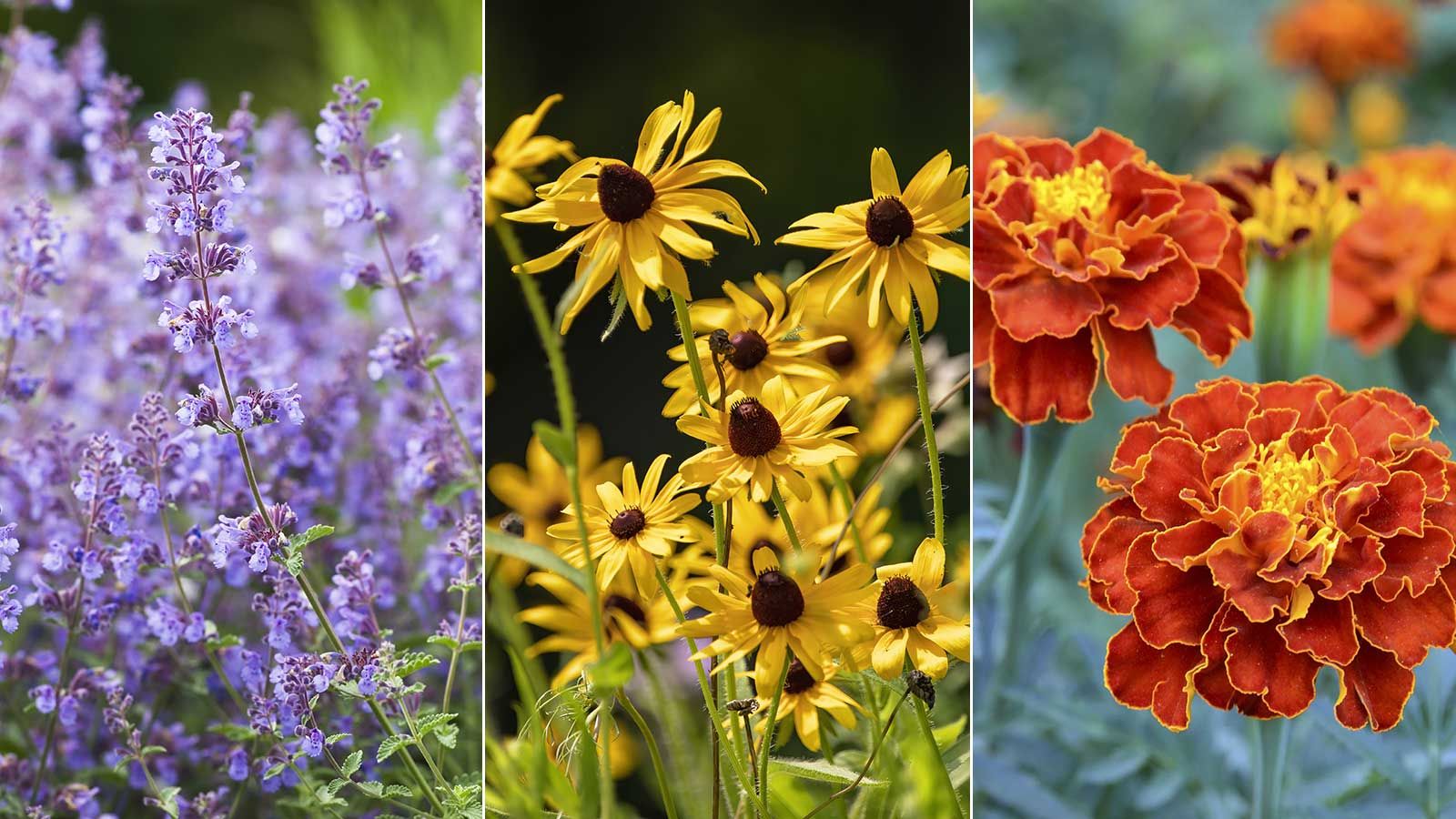 Best plants for beginners – 10 easy-care choices for…