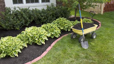 Here's when should you replace mulch — and why it's essential