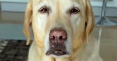 Vet issues colour warning to dog owners buying pet toys - with common mistake