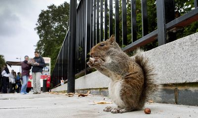 Squirrels live longer in leafier parts of London, air pollution study shows