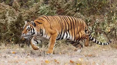 Madhya Pradesh man survives tiger attack by pushing stone into its mouth