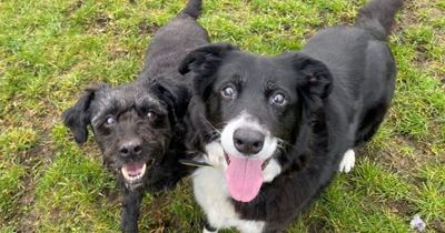 Edinburgh dogs who 'love spending time together' looking for new permanent home