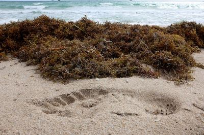 The Decade-Long Perfect Storm Behind Florida's Viral "Seaweed Blob"