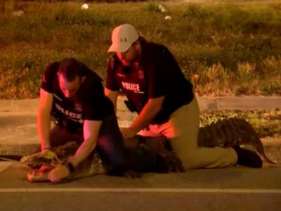 Police ‘handcuff’ nine-foot alligator on Florida street