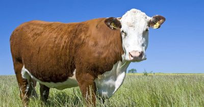 How is climate change affecting Australian cattle?