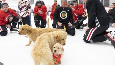 Blackhawks notes: Colin Blackwell brings rescued puppies to practice