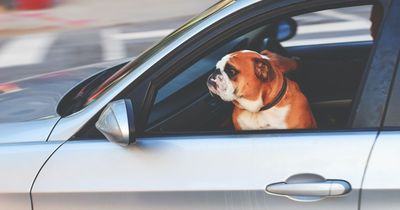Highway Code warning as dog owners could be fined £5,000