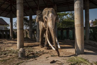 Many unemployed elephants back home in Surin, huge and hungry