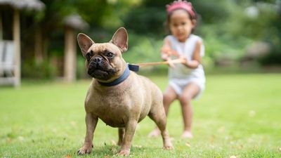 Dog trainer shares three impactful ways to prevent leash pulling - and they're very easy!