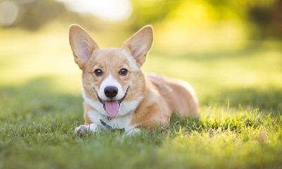 Corgi congregation brings off the scale cuteness to California beach party