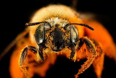 ‘Bees are sentient’: inside the stunning brains of nature’s hardest workers