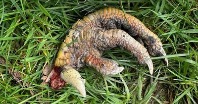 'Dinosaur claw' leaves experts baffled after turning up in Welsh woman's front garden