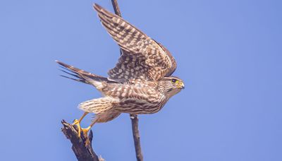 Chicago outdoors: Chicago merlin, Stanley Cup of bass, fishing-eating safety, Indiana barn owls