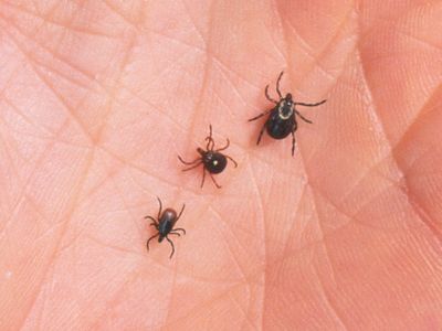 Ticks! Ick! The latest science on the red meat allergy caused by some tick bites